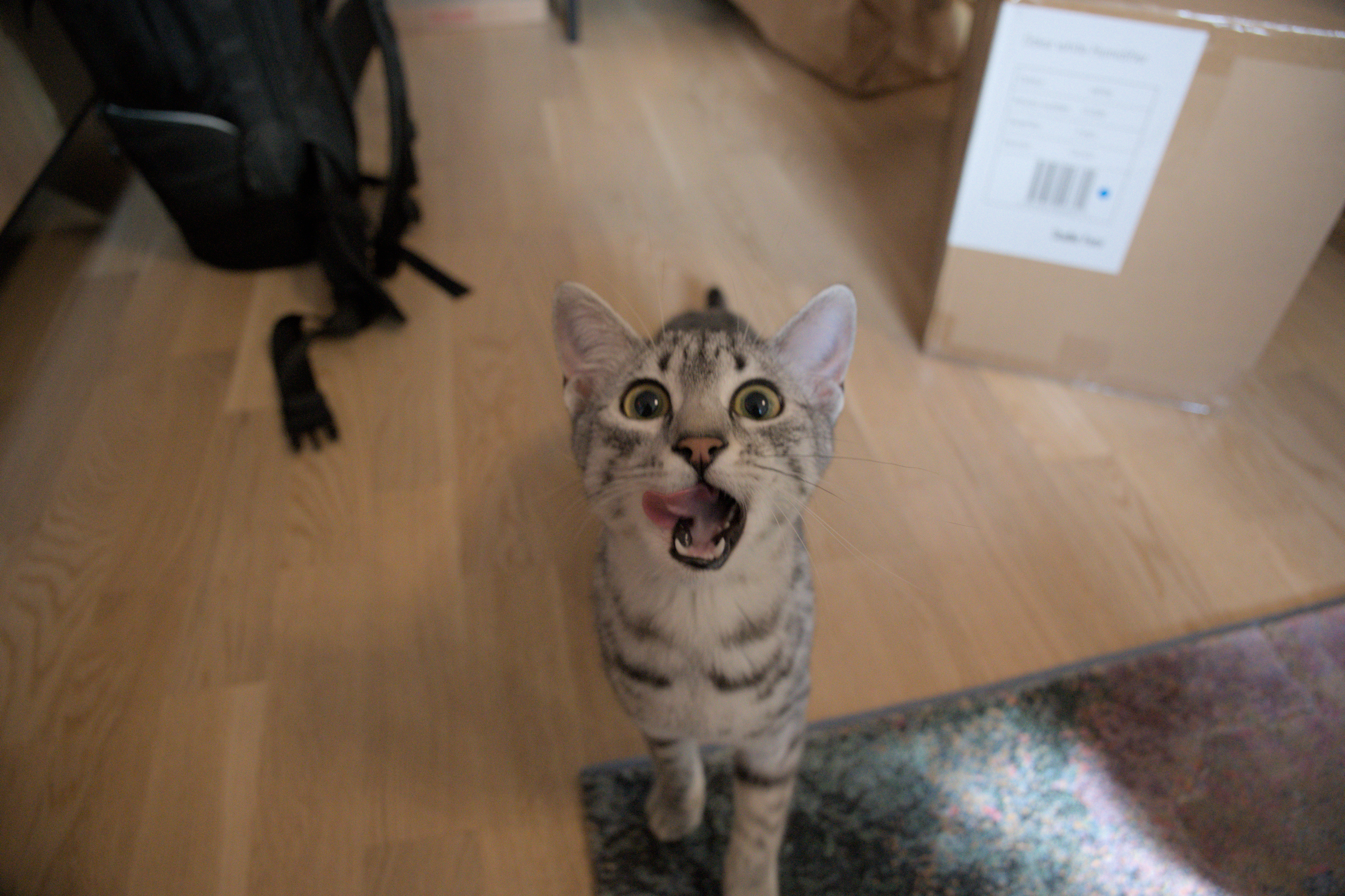 2025/10/12 - cats/DSC_0053.jpg